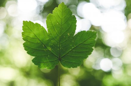 A&R Textil Green Seam A&R Textil Green Seam